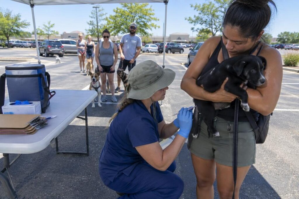 Technician vaccinating a puppy at an outdoor low-cost clinic, one way to lower dog vaccination cost