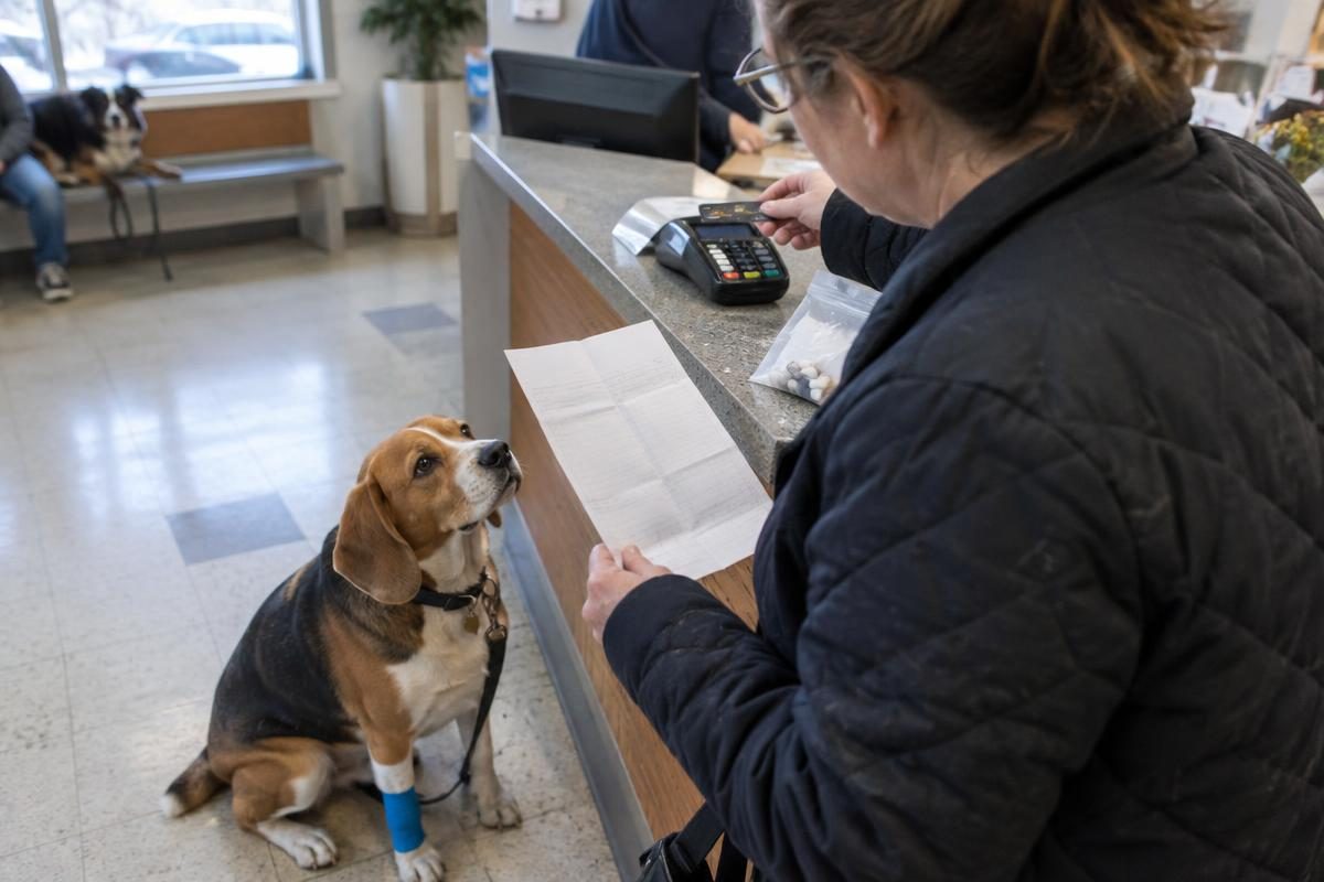 Owner paying a vet bill as a beagle with a bandaged paw waits, the cost a pet insurance calculator compares